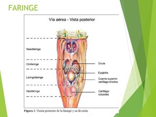 FARINGE
 