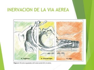 INERVACION DE LA VIA AEREA
 