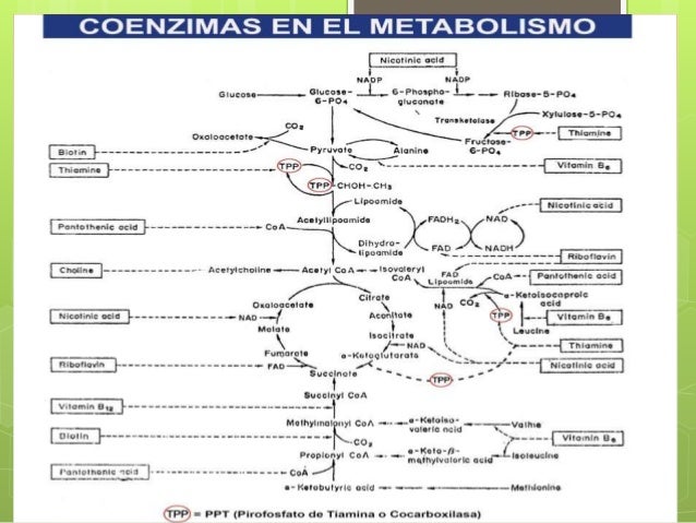 vitaminas hidrosolubles y liposolubles y funcion conenzimatica vitaminas hidrosolubles y liposolubles y funcion conenzimatica