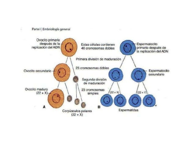 Espermatogenesis Concepto Fases Y Que Es La Ovogenesis Images