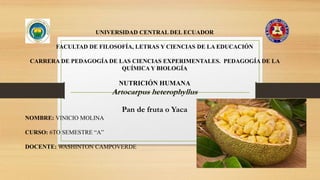 UNIVERSIDAD CENTRAL DEL ECUADOR
FACULTAD DE FILOSOFÍA, LETRAS Y CIENCIAS DE LA EDUCACIÓN
CARRERA DE PEDAGOGÍA DE LAS CIENCIAS EXPERIMENTALES. PEDAGOGÍA DE LA
QUÍMICA Y BIOLOGÍA
NUTRICIÓN HUMANA
Artocarpus heterophyllus
Pan de fruta o Yaca
NOMBRE: VINICIO MOLINA
CURSO: 6TO SEMESTRE “A”
DOCENTE: WASHINTON CAMPOVERDE
 