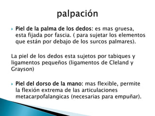 PALPACION DE LA APOFISIS   PALPACION DEL HUESO PIRAMIDAL (la
                           desviación radial de la mano facil...