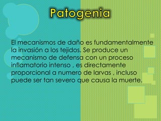 El mecanismos de daño es fundamentalmente
la invasión a los tejidos. Se produce un
mecanismo de defensa con un proceso
inflamatorio intenso , es directamente
proporcional a numero de larvas , incluso
puede ser tan severo que causa la muerte.
 
