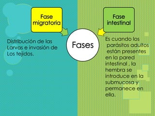 Distribución de las    Es cuando los
Larvas e invasión de    parásitos adultos
Los tejidos.            están presentes
                       en la pared
                       intestinal , la
                       hembra se
                       introduce en la
                       submucosa y
                       permanece en
                       ella.
 