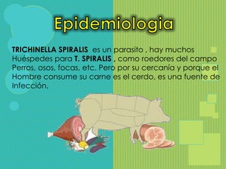 TRICHINELLA SPIRALIS es un parasito , hay muchos
Huéspedes para T. SPIRALIS , como roedores del campo
Perros, osos, focas, etc. Pero por su cercanía y porque el
Hombre consume su carne es el cerdo, es una fuente de
Infección.
 