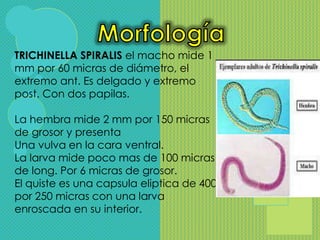 TRICHINELLA SPIRALIS el macho mide 1
mm por 60 micras de diámetro, el
extremo ant. Es delgado y extremo
post. Con dos papilas.

La hembra mide 2 mm por 150 micras
de grosor y presenta
Una vulva en la cara ventral.
La larva mide poco mas de 100 micras
de long. Por 6 micras de grosor.
El quiste es una capsula eliptica de 400
por 250 micras con una larva
enroscada en su interior.
 