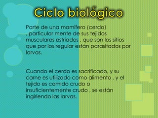 Parte de una mamífero (cerdo)
, particular mente de sus tejidos
musculares estriados , que son los sitios
que por los regular están parasitados por
larvas.


Cuando el cerdo es sacrificado, y su
carne es utilizado como alimento , y el
tejido es comido crudo o
insuficientemente crudo , se están
ingiriendo las larvas.
 