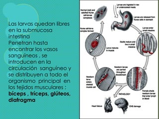 Las larvas quedan libres
en la submucosa
intestina
Penetran hasta
encontrar los vasos
sanguíneos , se
introducen en la
circulación sanguíneo y
se distribuyen a todo el
organismo principal en
los tejidos musculares :
bíceps , tríceps, glúteos,
diafragma
 