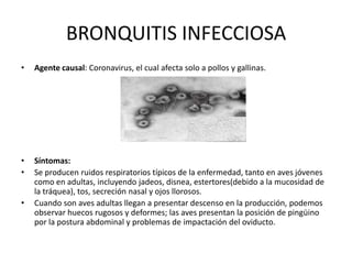 BRONQUITIS INFECCIOSA
•

Agente causal: Coronavirus, el cual afecta solo a pollos y gallinas.

•
•

Síntomas:
Se producen ruidos respiratorios típicos de la enfermedad, tanto en aves jóvenes
como en adultas, incluyendo jadeos, disnea, estertores(debido a la mucosidad de
la tráquea), tos, secreción nasal y ojos llorosos.
Cuando son aves adultas llegan a presentar descenso en la producción, podemos
observar huecos rugosos y deformes; las aves presentan la posición de pingüino
por la postura abdominal y problemas de impactación del oviducto.

•

 
