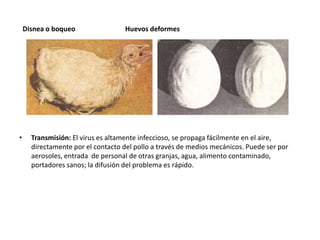 Disnea o boqueo

•

Huevos deformes

Transmisión: El virus es altamente infeccioso, se propaga fácilmente en el aire,
directamente por el contacto del pollo a través de medios mecánicos. Puede ser por
aerosoles, entrada de personal de otras granjas, agua, alimento contaminado,
portadores sanos; la difusión del problema es rápido.

 