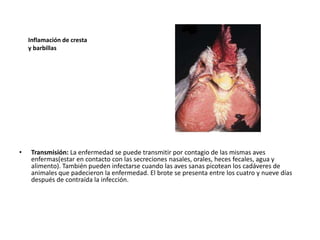 Inflamación de cresta
y barbillas

•

Transmisión: La enfermedad se puede transmitir por contagio de las mismas aves
enfermas(estar en contacto con las secreciones nasales, orales, heces fecales, agua y
alimento). También pueden infectarse cuando las aves sanas picotean los cadáveres de
animales que padecieron la enfermedad. El brote se presenta entre los cuatro y nueve días
después de contraída la infección.

 
