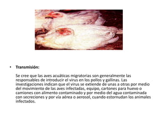• Transmisión:

Se cree que las aves acuáticas migratorias son generalmente las
responsables de introducir el virus en los pollos y gallinas. Las
investigaciones indican que el virus se extiende de unas a otras por medio
del movimiento de las aves infectadas, equipo, cartones para huevo o
camiones con alimento contaminado y por medio del agua contaminada
con secreciones y por vía aérea o aerosol, cuando estornudan los animales
infectados.

 