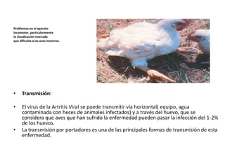Problemas en el aparato
locomotor, particularmente
la claudicación marcada
que dificulta a las aves moverse.

•

Transmisión:

•

El virus de la Artritis Viral se puede transmitir vía horizontal( equipo, agua
contaminada con heces de animales infectados) y a través del huevo, que se
considera que aves que han sufrido la enfermedad pueden pasar la infección del 1-2%
de los huevos.
La transmisión por portadores es una de las principales formas de transmisión de esta
enfermedad.

•

 