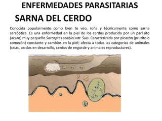 ENFERMEDADES PARASITARIAS

SARNA DEL CERDO
Conocida popularmente como bien te veo, roña y técnicamente como sarna
sarcóptica. Es una enfermedad en la piel de los cerdos producida por un parásito
(acaro) muy pequeño Sarcoptes scabiei var. Suis. Caracterizada por picazón (prurito o
comezón) constante y cambios en la piel; afecta a todas las categorías de animales
(crías, cerdos en desarrollo, cerdos de engorde y animales reproductores).

 