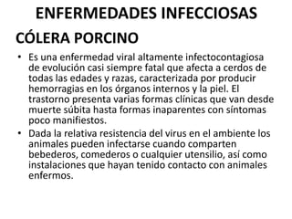 ENFERMEDADES INFECCIOSAS
CÓLERA PORCINO
• Es una enfermedad viral altamente infectocontagiosa
de evolución casi siempre fatal que afecta a cerdos de
todas las edades y razas, caracterizada por producir
hemorragias en los órganos internos y la piel. El
trastorno presenta varias formas clínicas que van desde
muerte súbita hasta formas inaparentes con síntomas
poco manifiestos.
• Dada la relativa resistencia del virus en el ambiente los
animales pueden infectarse cuando comparten
bebederos, comederos o cualquier utensilio, así como
instalaciones que hayan tenido contacto con animales
enfermos.

 