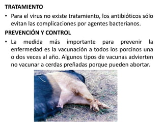 TRATAMIENTO
• Para el virus no existe tratamiento, los antibióticos sólo
evitan las complicaciones por agentes bacterianos.
PREVENCIÓN Y CONTROL
• La medida más importante para prevenir la
enfermedad es la vacunación a todos los porcinos una
o dos veces al año. Algunos tipos de vacunas advierten
no vacunar a cerdas preñadas porque pueden abortar.

 