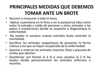 PRINCIPALES MEDIDAS QUE DEBEMOS
TOMAR ANTE UN BROTE
• Vacunar o revacunar a toda la masa.
• Aplicar cuarentena en la finca o en la porqueriza tales como
evitar la entrada y salida de personas u otros animales a los
patios o instalaciones donde se sospeche o diagnostique la
enfermedad.
• No vender ni comprar nuevos animales hasta controlar la
mortalidad.
• Sacrificar los animales sospechosos de presentar la forma
crónica o los que se hayan recuperado de la enfermedad.
• Quemar o enterrar los animales muertos, fetos y placenta de
cerdas que aborten.
• Desinfectar con formol al 3 % o sosa cáustica al 2 % los
locales donde permanecieron los animales enfermos o
muertos.

 