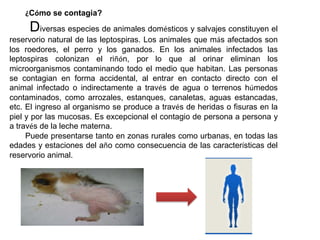 ¿Cómo se contagia?

Diversas especies de animales domésticos y salvajes constituyen el
reservorio natural de las leptospiras. Los animales que más afectados son
los roedores, el perro y los ganados. En los animales infectados las
leptospiras colonizan el riñón, por lo que al orinar eliminan los
microorganismos contaminando todo el medio que habitan. Las personas
se contagian en forma accidental, al entrar en contacto directo con el
animal infectado o indirectamente a través de agua o terrenos húmedos
contaminados, como arrozales, estanques, canaletas, aguas estancadas,
etc. El ingreso al organismo se produce a través de heridas o fisuras en la
piel y por las mucosas. Es excepcional el contagio de persona a persona y
a través de la leche materna.
Puede presentarse tanto en zonas rurales como urbanas, en todas las
edades y estaciones del año como consecuencia de las características del
reservorio animal.

 