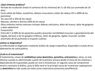 ¿Qué síntomas produce?
Período de incubación (hasta el comienzo de los síntomas) de 2 a 26 días (un promedio de 10
días)
Inicio súbito de fiebre, escalofríos, dolores musculares y dolor de cabeza (75 a 100% de los
pacientes)
Tos seca (25 a 35% de los casos)
Náuseas, vómitos y diarrea (50% de los casos)
Otros síntomas menos comunes incluyen dolores articulares, dolor de huesos, dolor de garganta
y dolor abdominal
Conjuntivitis
Entre del 7 al 40% de los pacientes pueden presentar sensibilidad muscular y agrandamiento del
hígado, del bazo o de los ganglios linfáticos, dolor de garganta, rigidez muscular, sonidos
anormales de los pulmones o erupción cutánea

¿Cómo se diagnostica?
La enfermedad se diagnostica mediante análisis de sangre específicos, disponibles a través de los
laboratorios de salud pública.

¿Cuál es el tratamiento?
El tratamiento, a base de antibióticos como doxiciclina, penicilina, eritromicina u otros, es más
efectivo cuando es administrado a partir de la primera semana desde el inicio de los síntomas y
dependiendo de la gravedad, puede ser oral o intravenoso. En algunos casos de compromiso
renal es necesaria la diálisis, pues la falla renal es la principal causa de muerte por Leptospirosis.
La doxiciclina ha sido usada con éxito como tratamiento preventivo (profiláctico)

 