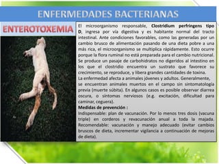 El microorganismo responsable, Clostridium perfringens tipo
D, ingresa por vía digestiva y es habitante normal del tracto
intestinal. Ante condiciones favorables, como las generadas por un
cambio brusco de alimentación pasando de una dieta pobre a una
más rica, el microorganismo se multiplica rápidamente. Esto ocurre
porque la flora ruminal no está preparada para el cambio nutricional.
Se produce un pasaje de carbohidratos no digeridos al intestino en
los que el clostridio encuentra un sustrato que favorece su
crecimiento, se reproduce, y libera grandes cantidades de toxina.
La enfermedad afecta a animales jóvenes y adultos. Generalmente,
se encuentran animales muertos en el campo sin sintomatología
previa (muerte súbita). En algunos casos es posible observar diarrea
oscura, o síntomas nerviosos (e.g. excitación, dificultad para
caminar, ceguera).
Medidas de prevención :
Indispensable: plan de vacunación. Por lo menos tres dosis (vacuna
triple) en corderos y revacunación anual a toda la majada.
Recomendable: vacunación y manejo adecuado (evitar cambios
bruscos de dieta, incrementar vigilancia a continuación de mejoras
de dieta).

 
