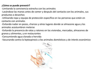 ¿Cómo se puede prevenir?

-Limitando la convivencia estrecha con los animales
-Lavándose las manos antes de comer y después del contacto con los animales, sus
productos o desechos
-Utilizando ropa y equipo de protección específico en las personas que están en
contacto con animales
-Evitando nadar en pozos, charcos y otros lugares donde se almacene agua y los
animales acostumbren meterse
-Evitando la presencia de ratas y ratones en las viviendas, mercados, almacenes de
granos y alimentos, y en restaurantes
-Consumiendo agua clorada o hervida
-Vacunando contra la leptospirosis a los animales domésticos y de interés económico

 