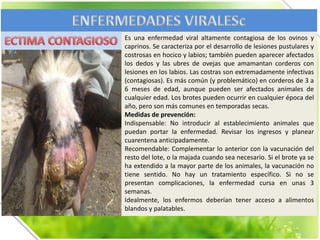 Es una enfermedad viral altamente contagiosa de los ovinos y
caprinos. Se caracteriza por el desarrollo de lesiones pustulares y
costrosas en hocico y labios; también pueden aparecer afectados
los dedos y las ubres de ovejas que amamantan corderos con
lesiones en los labios. Las costras son extremadamente infectivas
(contagiosas). Es más común (y problemático) en corderos de 3 a
6 meses de edad, aunque pueden ser afectados animales de
cualquier edad. Los brotes pueden ocurrir en cualquier época del
año, pero son más comunes en temporadas secas.
Medidas de prevención:
Indispensable: No introducir al establecimiento animales que
puedan portar la enfermedad. Revisar los ingresos y planear
cuarentena anticipadamente.
Recomendable: Complementar lo anterior con la vacunación del
resto del lote, o la majada cuando sea necesario. Si el brote ya se
ha extendido a la mayor parte de los animales, la vacunación no
tiene sentido. No hay un tratamiento específico. Si no se
presentan complicaciones, la enfermedad cursa en unas 3
semanas.
Idealmente, los enfermos deberían tener acceso a alimentos
blandos y palatables.

 