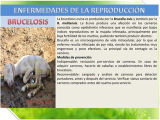 La brucelosis ovina es producida por la Brucella ovis y también por la
B. melitensis. La B.ovis produce una afección en los carneros
conocida como epididimitis infecciosa que se manifiesta por bajos
índices reproductivos en la majada infectada, principalmente por
baja fertilidad de los machos, pudiendo también producir abortos.
Brucella es un microorganismo de vida intracelular, por lo que el
enfermo resulta infectado de por vida, siendo los tratamientos muy
engorrosos y poco efectivos. La principal vía de contagio es la
venérea.
Medidas de prevención
Indispensable: revisación pre-servicio de carneros. En caso de
adquirir carneros, hacerlo de cabañas o establecimientos libres de
brucelosis.
Recomendable: sangrado y análisis de carneros para detectar
portadores, antes y después del servicio. Verificar status sanitario de
carneros comprados antes del usarlos para servicio.

 