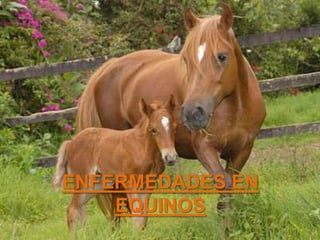ENFERMEDADES EN
EQUINOS

 