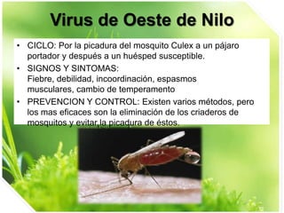 Virus de Oeste de Nilo
• CICLO: Por la picadura del mosquito Culex a un pájaro
portador y después a un huésped susceptible.
• SIGNOS Y SINTOMAS:
Fiebre, debilidad, incoordinación, espasmos
musculares, cambio de temperamento
• PREVENCION Y CONTROL: Existen varios métodos, pero
los mas eficaces son la eliminación de los criaderos de
mosquitos y evitar la picadura de éstos.

 
