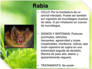 Rabia
• CICLO: Por la mordedura de un
animal infectado. Puede ser también
por ingestión de murciélagos muertos
de rabia. O por inhalación en cuevas
de murciélagos.
• SIGNOS Y SINTOMAS: Posturas
anormales, relinchos
frecuentes, agresividad y coses
inexplicables, mordiscos, cólicos, apa
rición repentina de cojera en una
extremidad seguida de decúbito.
Marcha de paso alto, ataxia, y
aparentemente ceguera.
• TRATAMIENTO: No existe

 