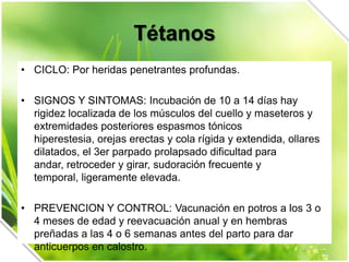 Tétanos
• CICLO: Por heridas penetrantes profundas.
• SIGNOS Y SINTOMAS: Incubación de 10 a 14 días hay
rigidez localizada de los músculos del cuello y maseteros y
extremidades posteriores espasmos tónicos
hiperestesia, orejas erectas y cola rígida y extendida, ollares
dilatados, el 3er parpado prolapsado dificultad para
andar, retroceder y girar, sudoración frecuente y
temporal, ligeramente elevada.

• PREVENCION Y CONTROL: Vacunación en potros a los 3 o
4 meses de edad y reevacuación anual y en hembras
preñadas a las 4 o 6 semanas antes del parto para dar
anticuerpos en calostro.

 