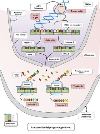 Transcripción Citoplasma Núcleo Traducción La expresión del programa genético . Maduración ARN Polimerasa Membrana plasmática empalme 1 empalme 2 Poro nuclear Exportación 2 3 1 Ribosoma Amino- ácidos Proteína en vías de síntesis  2 3 1 ARNm 1 2 4 1 ARNm 2 ARNm pre-mensajero 1 2 3 4 ADN 1 gen C G U A Nucleótidos Membrana nuclear Proteína 1 Proteína 2 2 4 1 Ribosoma 