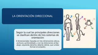 LA ORIENTACIÓN DIRECCIONAL
Según la cual las principales direcciones
se clasifican dentro de tres sistemas de
orientación:
6 dimensionales: basadas en tres dimensiones (altura,
anchura y profundidad), y con las direcciones arriba-
abajo, izquierda-derecha, delante-detrás, que unidas
forman el octaedro.
 