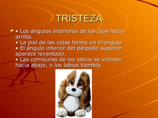 TRISTEZA •  Los ángulos interiores de los ojos hacia arriba.  • La piel de las cejas forma un triángulo.  • El ángulo interior del párpado superior aparece levantado.  • Las comisuras de los labios se inclinan hacia abajo, o los labios tiembla  