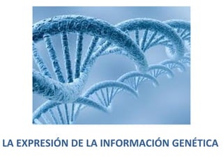 LA EXPRESIÓN DE LA INFORMACIÓN GENÉTICA
 