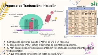 Expresión genética, del ADN a la proteína | PPTX