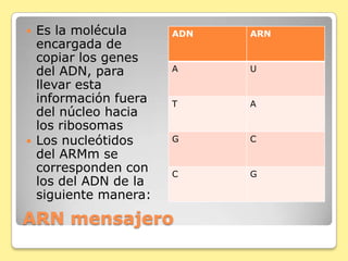ARN mensajero
 Es la molécula
encargada de
copiar los genes
del ADN, para
llevar esta
información fuera
del núcleo hacia
los ribosomas
 Los nucleótidos
del ARMm se
corresponden con
los del ADN de la
siguiente manera:
ADN ARN
A U
T A
G C
C G
 