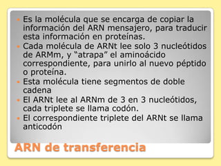 ARN de transferencia
 Es la molécula que se encarga de copiar la
información del ARN mensajero, para traducir
esta información en proteínas.
 Cada molécula de ARNt lee solo 3 nucleótidos
de ARMm, y “atrapa” el aminoácido
correspondiente, para unirlo al nuevo péptido
o proteína.
 Esta molécula tiene segmentos de doble
cadena
 El ARNt lee al ARNm de 3 en 3 nucleótidos,
cada triplete se llama codón.
 El correspondiente triplete del ARNt se llama
anticodón
 