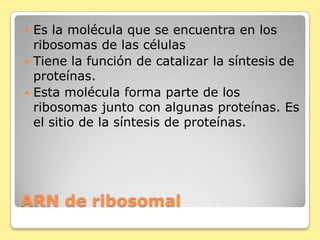 ARN de ribosomal
 Es la molécula que se encuentra en los
ribosomas de las células
 Tiene la función de catalizar la síntesis de
proteínas.
 Esta molécula forma parte de los
ribosomas junto con algunas proteínas. Es
el sitio de la síntesis de proteínas.
 