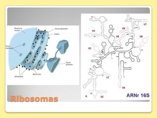 Ribosomas
 