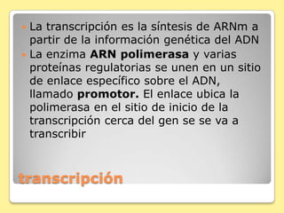 transcripción
 La transcripción es la síntesis de ARNm a
partir de la información genética del ADN
 La enzima ARN polimerasa y varias
proteínas regulatorias se unen en un sitio
de enlace específico sobre el ADN,
llamado promotor. El enlace ubica la
polimerasa en el sitio de inicio de la
transcripción cerca del gen se se va a
transcribir
 