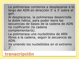 transcripción
 La polimerasa comienza a desplazarse a lo
largo del ADN en dirección 5’ a 3’ sobre el
gen.
 Al desplazarse, la polimerasa desenrrolla
la doble hélice, para poder leere las
secuencias de bases de la cadena de ADN
no codificante (la cadena
complementaria).
 La polimerasa une nucleótidos de ARN
libres a la cadena, según la secuencia de
ADN.
 Va uniendo los nucleótidos en el extremo
3’
 