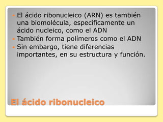 El ácido ribonucleico
 El ácido ribonucleico (ARN) es también
una biomolécula, específicamente un
ácido nucleico, como el ADN
 También forma polímeros como el ADN
 Sin embargo, tiene diferencias
importantes, en su estructura y función.
 