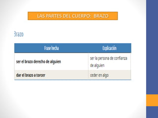 LAS PARTES DEL CUERPO: BRAZO
 