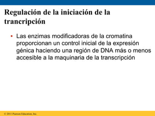 Regulación de la iniciación de la
trancripción
     •  Las enzimas modificadoras de la cromatina
        proporcionan un control inicial de la expresión
        génica haciendo una región de DNA más o menos
        accesible a la maquinaria de la transcripción




© 2011 Pearson Education, Inc.
 