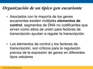 Organización de un típico gen eucarionte
     •  Asociados con la mayoría de los genes
        eucariontes existen múltiples elementos de
        control, segmentos de DNA no codificantes que
        sirven como sitios de unión para factores de
        transcripción ayudan a regular la transcripción.

     •  Los elementos de control y los factores de
        transcripción, son críticos para la regulación
        precisa de la expresión de genes en diferentes
        tipos celulares

© 2011 Pearson Education, Inc.
 