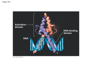 Figure 18.9




              Activation
              domain
                           DNA-binding
                           domain

                     DNA
 