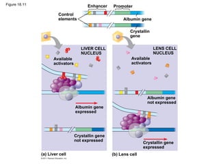 Figure 18.11                            Enhancer    Promoter
                        Control
                        elements                         Albumin gene

                                                             Crystallin
                                                             gene

                                     LIVER CELL                            LENS CELL
                                     NUCLEUS                               NUCLEUS
                     Available                                Available
                     activators                               activators




                                                                      Albumin gene
                                                                      not expressed
                                  Albumin gene
                                  expressed




                                  Crystallin gene
                                  not expressed
                                                                    Crystallin gene
                                                                    expressed
               (a) Liver cell                       (b) Lens cell
 