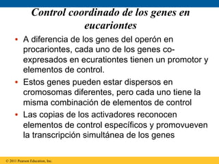 Control coordinado de los genes en
                           eucariontes
     •  A diferencia de los genes del operón en
        procariontes, cada uno de los genes co-
        expresados en ecurationtes tienen un promotor y
        elementos de control.
     •  Estos genes pueden estar dispersos en
        cromosomas diferentes, pero cada uno tiene la
        misma combinación de elementos de control
     •  Las copias de los activadores reconocen
        elementos de control específicos y promovueven
        la transcripción simultánea de los genes

© 2011 Pearson Education, Inc.
 