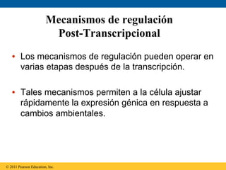 Mecanismos de regulación
                         Post-Transcripcional
   •  Los mecanismos de regulación pueden operar en
      varias etapas después de la transcripción.

   •  Tales mecanismos permiten a la célula ajustar
      rápidamente la expresión génica en respuesta a
      cambios ambientales.




© 2011 Pearson Education, Inc.
 